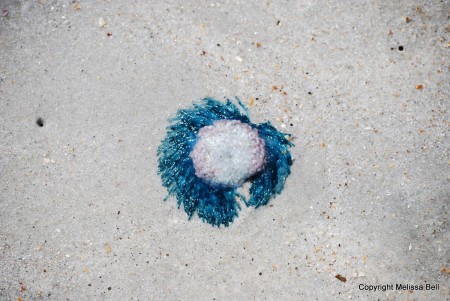 Close up photo of blue button jellyfish. Copyright Melissa Bell.