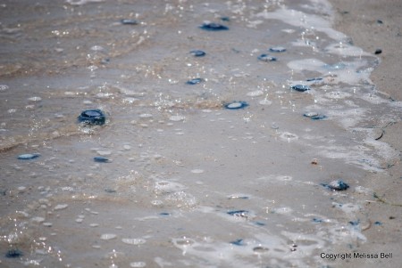 Blue button jellyfish washing up on Ponte Vedra Beach, Florida.