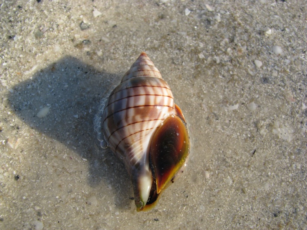 Live Shells on St. Pete Beach: Augers and Tulips | Blog The Beach