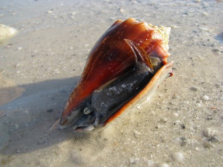 Fighting Conch