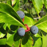 Learn to Recognize Poison Ivy and Avoid the Itch Virginia creeper with berries