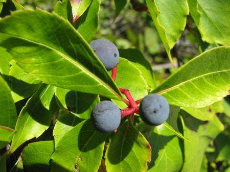 IMG_5371 Virginia creeper with berries