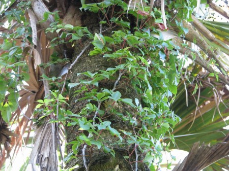 IMG_5846 Virginia creeper on cabbage palm.