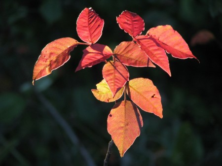 IMG_6724 Red poison ivy leaves during December