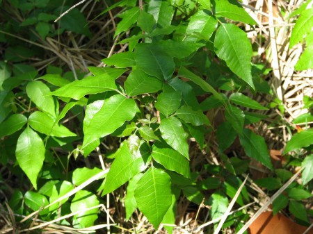 IMG_7447 Poison Ivy leaves