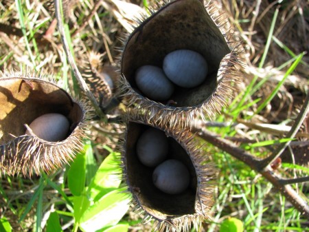 Nickernuts