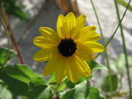 IMG_8639 Dune Sunflower Helianthus debilis