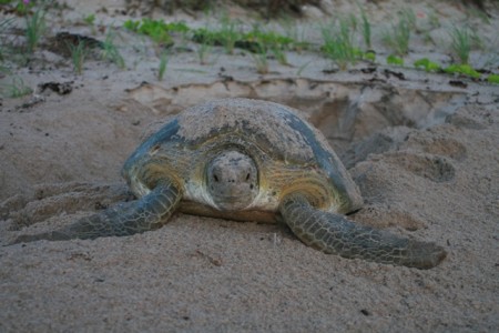 leaving nest 640 x 427 sea turtle after laying eggs on a Florida beach