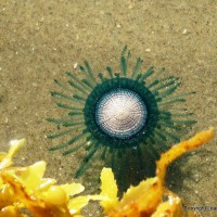 blue button (Porpita porpita)