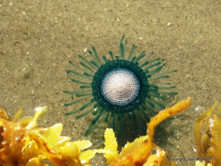 blue button (Porpita porpita)