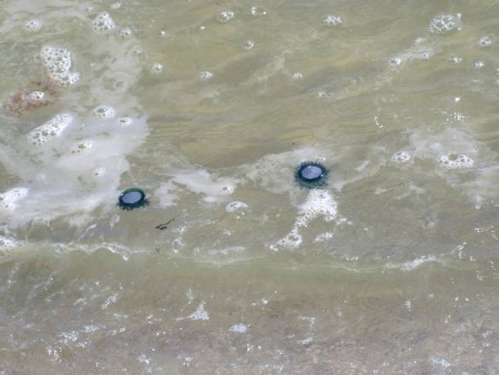 Blue buttons washing ashore in Gulf Shores, Alabama