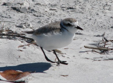 image: snowy plover on Florida Gulf Coast beach.