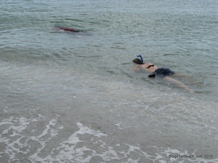 IMG_9016 image: snorkeling for shark teeth on Caspersen Beach, Venice, FL