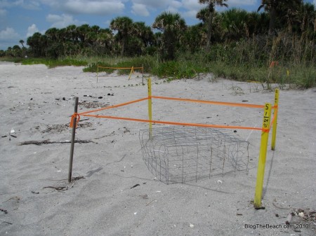 IMG_9028 image: turtle nest with protective cage on Caspersen Beach, FL
