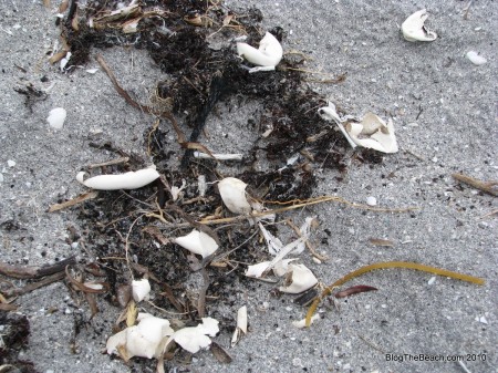 IMG_9029 image: leftover eggshells from a sea turtle nest that has recently hatched.