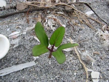 IMG_9030 image: railroad vine seedling on the beach