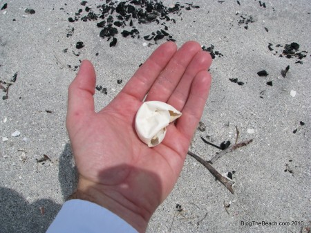 IMG_9032 Image: sea turtle egg shell