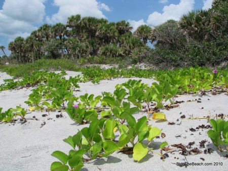 IMG_9034 image: railroad vine on the beach.