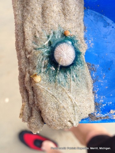 Patricia Reynolds of Merrill, Michigan shared this photo of a beautiful Blue Button jellyfish she encountered at Corolla Beach, Outer Banks, North Carolina.