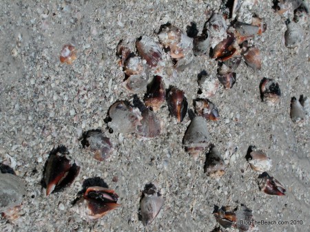 Fighting Conchs stranding on a Florida Gulf Coast Beach