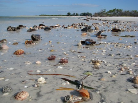 shells on Fort Desoto Beach