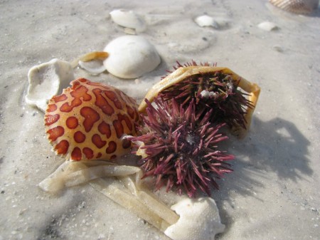 Crab shell and sea urchins on Fort Desoto Beach.