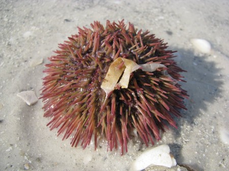 sea urchin on Fort Desoto Beach, Florida