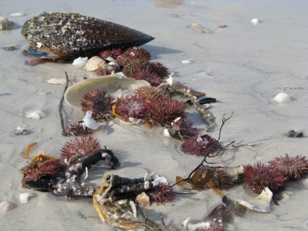 Assorted shells and sea life on a Florida beach.
