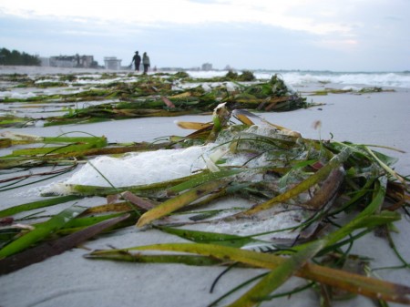 Turtle grass washing up on the beach