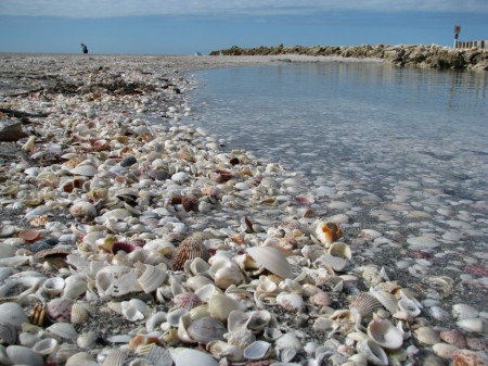 Shells at Blind Pass, Sanibel/Captiva Island