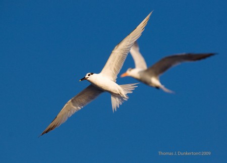 0901260513 TD 2010 Pelagic Trip Image: Terns in Flight by Thomas J Dunkerton