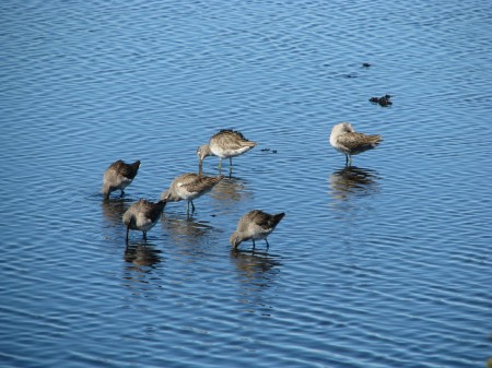 Long-billed dowitchers feeding in Merritt Island National Wildlife Refuge.