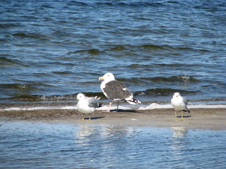 Great Black-backed Gull along the Titusville Causeway sitting next to two Ring-billed Gulls.
