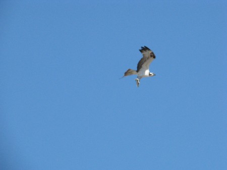 Osprey with fish.