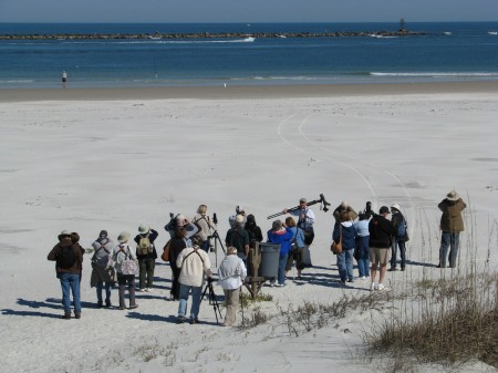 Birding on New Smyrna Beach.