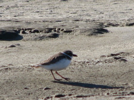 Wilson's Plover on Disappearing Island, Smyrna Dunes Park.