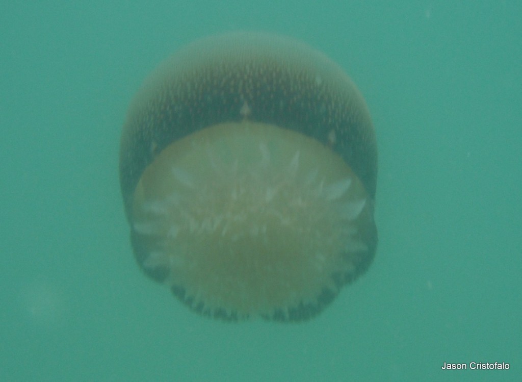 Cannonball Jellyfish Common Along Florida’s Atlantic Coast Blog The Beach