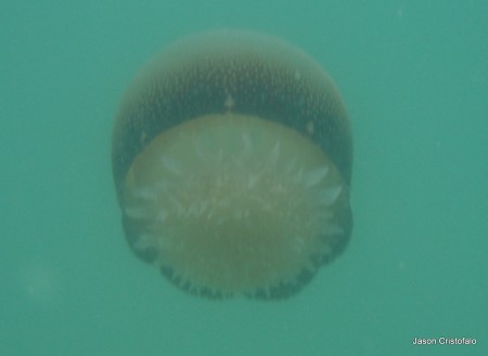 DSCF2051 Cannonball jellyfish swimming off Cocoa Beach, FLorida