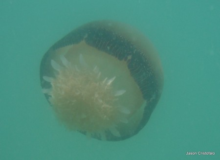 DSCF2052 Cannonball jellyfish swimming in the Atlantic Ocean