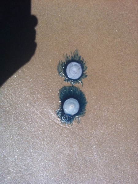 Blue jellyfish on Texas Beach. Porpita porpita (blue button)