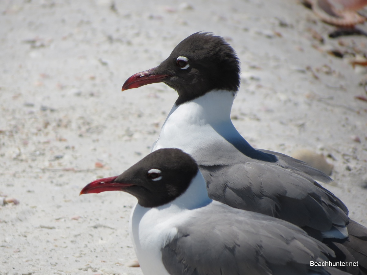Is it a Gull or a Tern? What’s the Difference? Blog The Beach