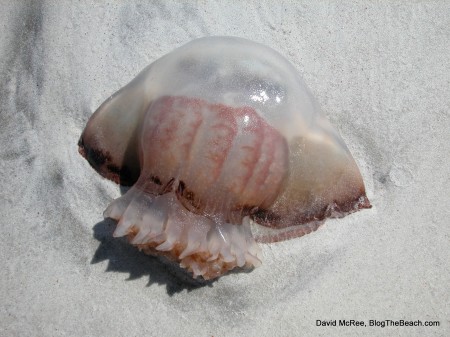 Cannonball jellyfish (Stomolophus)