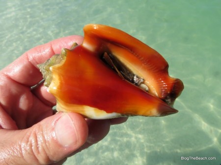 Fighting Conch on Passagrille Beach, FL.