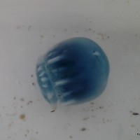 photo of blue cannonball jellyfish from Puerto Penasco, Mexico. Photo by Kelly Contreras.