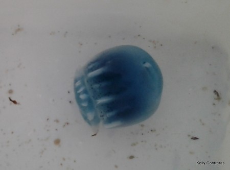 photo of blue cannonball jellyfish from Puerto Penasco, Mexico. Photo by Kelly Contreras.