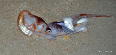 This is the argonaut octopus found by Patricia Whitfield on Ormond Beach, FL in late January 2013.