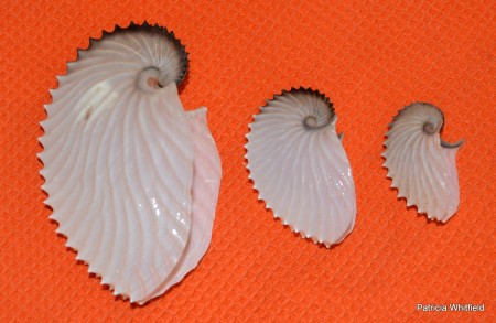 Paper nautilus shells come in all sizes.