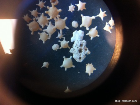 star shaped forams as seen through a microscope