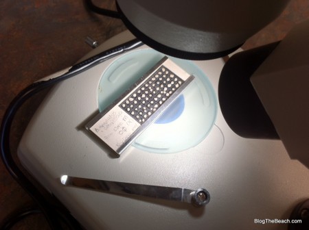 foraminifera ready for viewing under the microscope