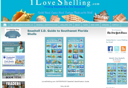 Seashell ID Guide to Southwest Florida